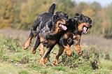 BEAUCERON 348